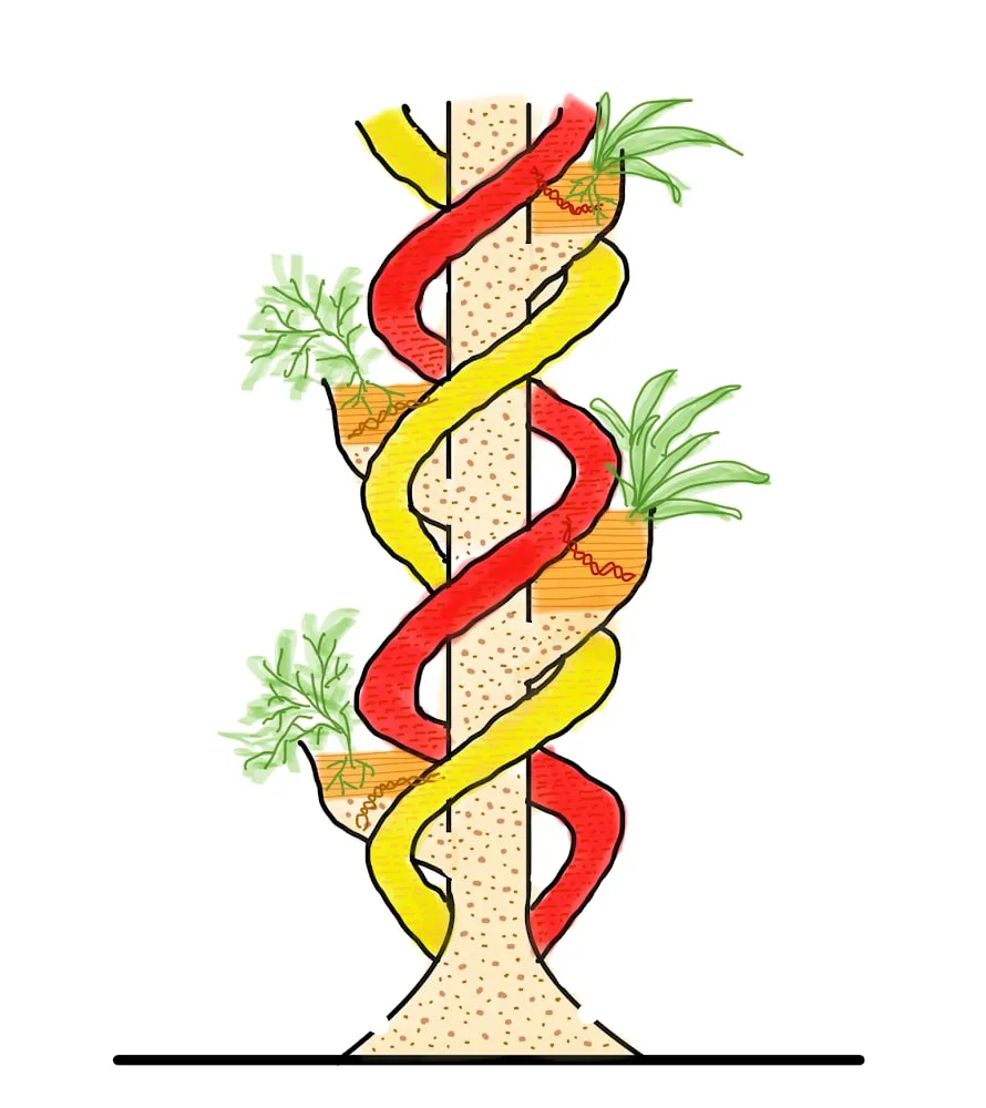 Hand sketch of the triple helix